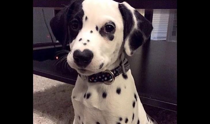 cachorro dálmata olhando para a foto