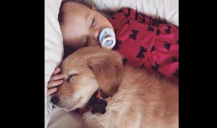 cachorro deitado com um bebê