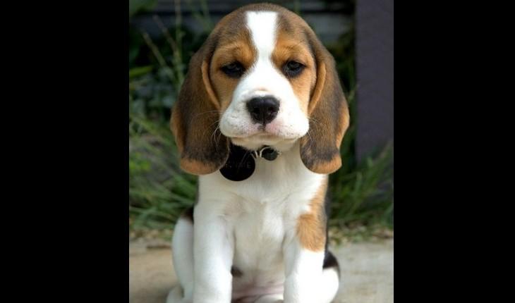 cachorro com aparência de enfezado