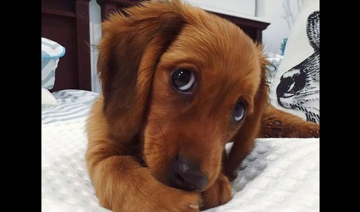 cachorro fazendo careta