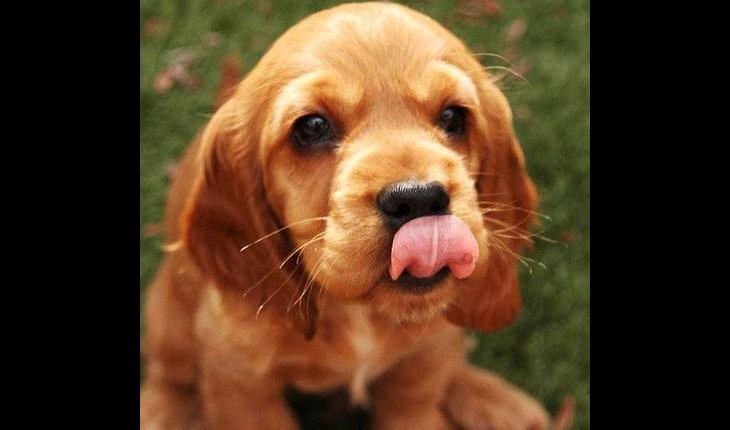 cachorro lambendo o focinho