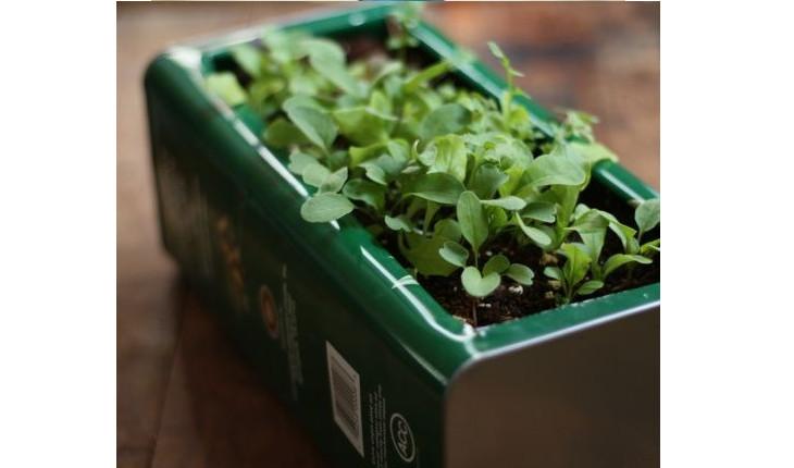 Na foto há uma lata de azeite sendo utilizada como um vaso para uma pequena planta. A lata está deitada e é verde.