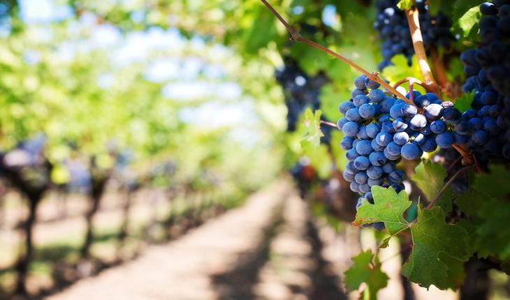 plantação uvas roxas