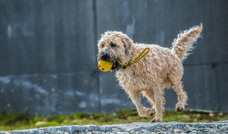Cachorro molhado correndo com bola na boca