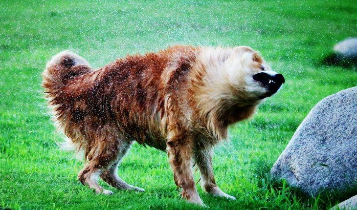 Cachorro se chacoalhando para tirar água
