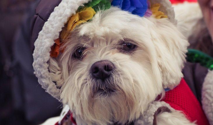 Cão com gorro e roupinhas