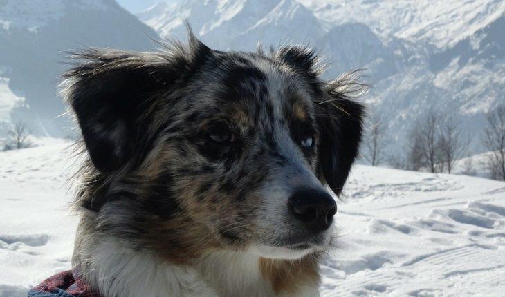 Cão na neve