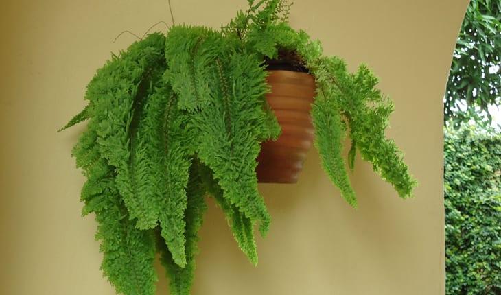 plantas para apartamento Renda Francesa