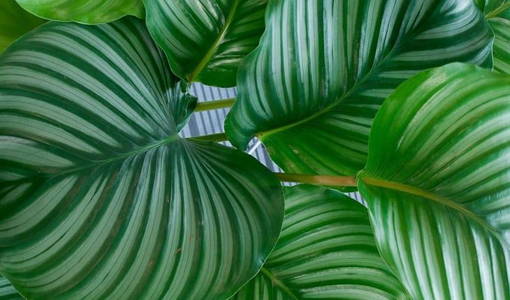 calathea