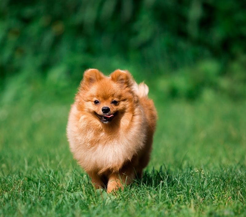 Lulu-da-pomerânia