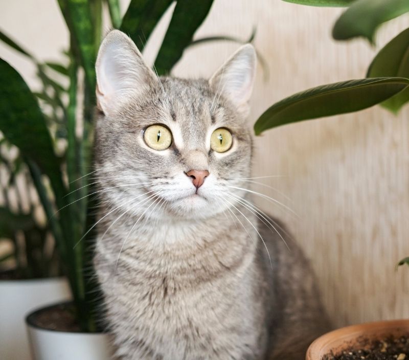 gato e plantas