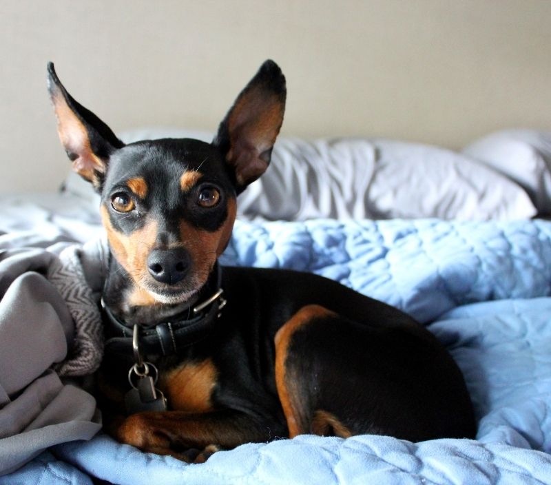 Pinscher miniatura