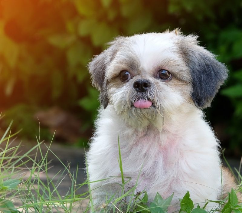 Shih-tzu