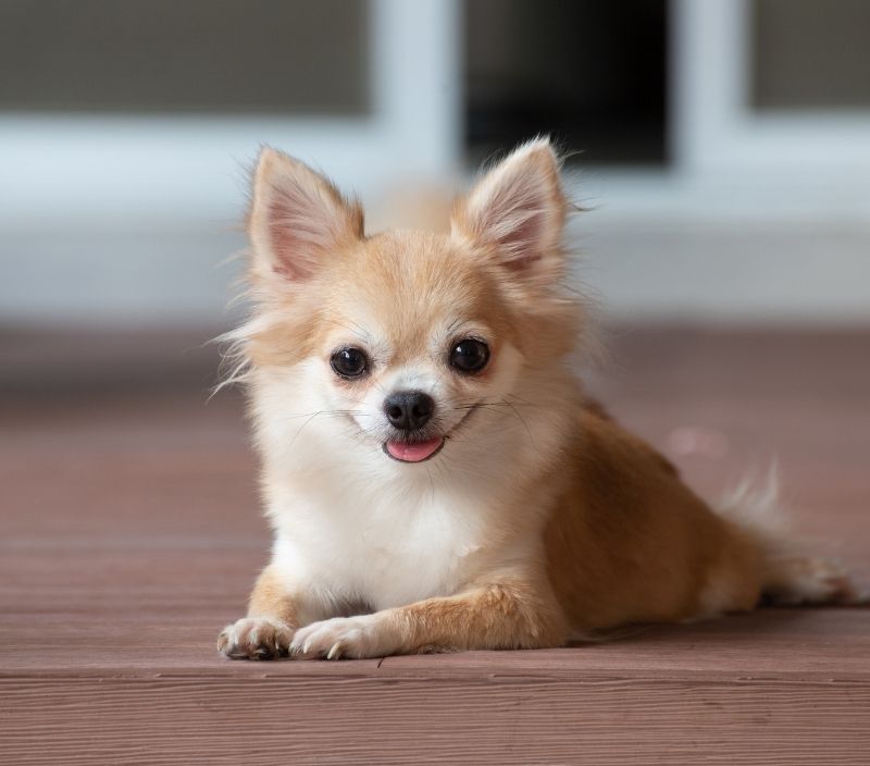 Chihuahua