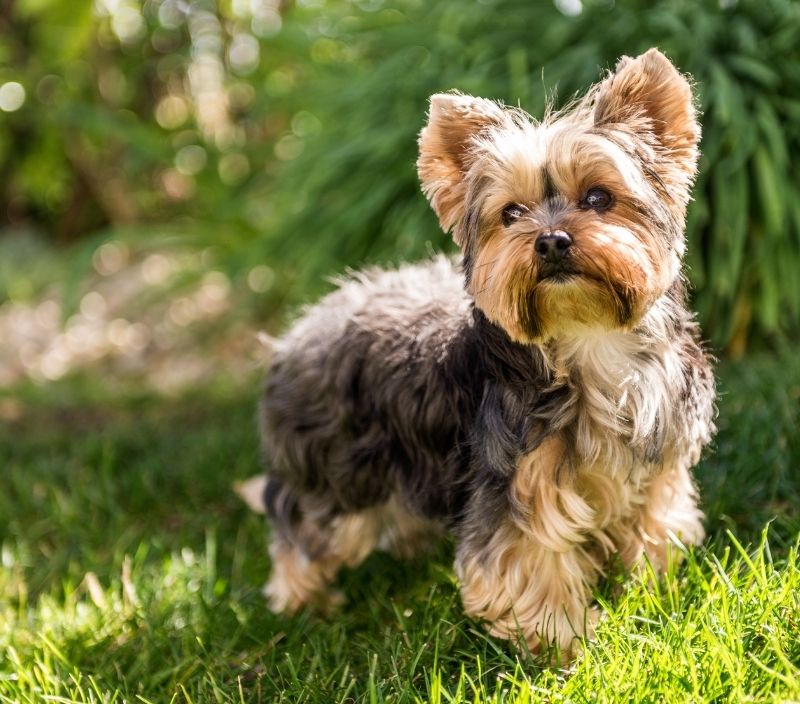 Yorkshire terrier