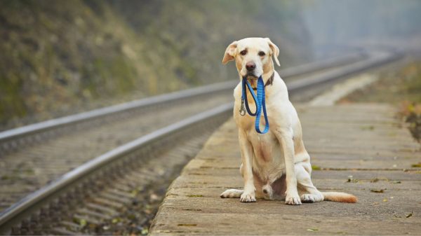 Cachorro sozinho com guia