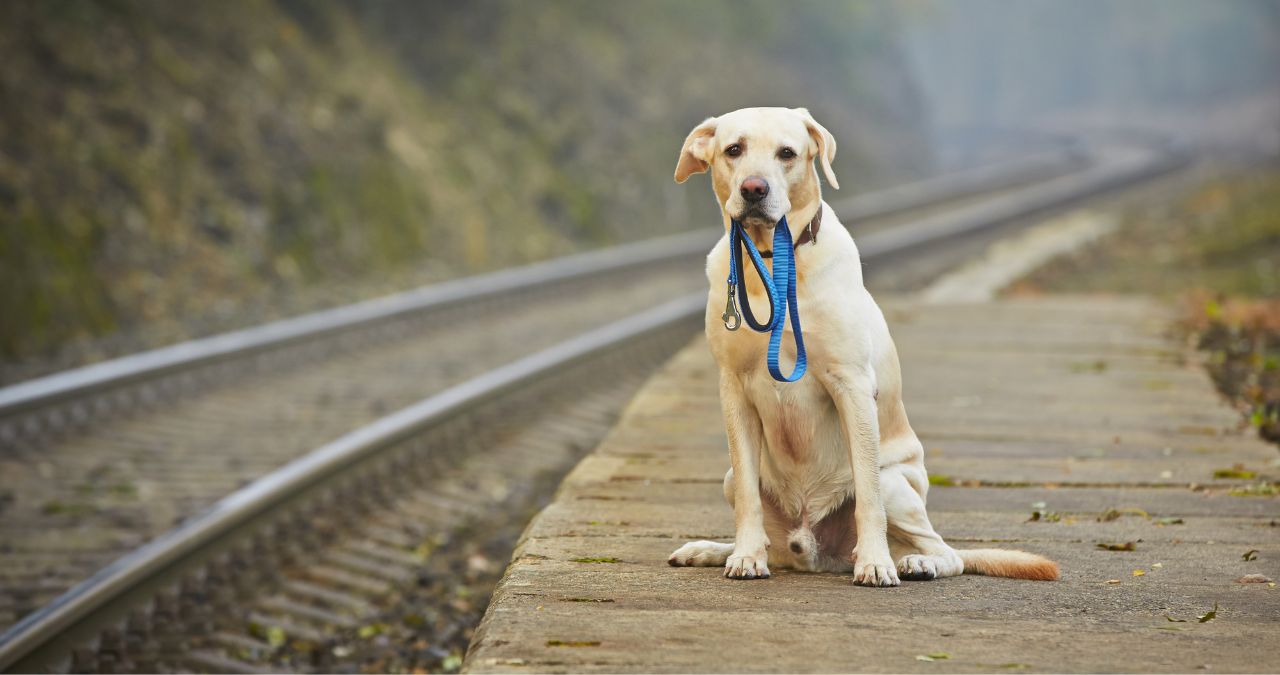 Cachorro sozinho com guia