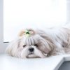 O shih-tzu está entre as raças de cachorros que não crescem muito