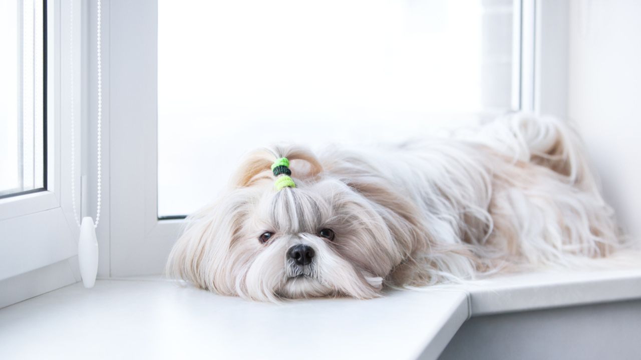 O shih-tzu está entre as raças de cachorros que não crescem muito