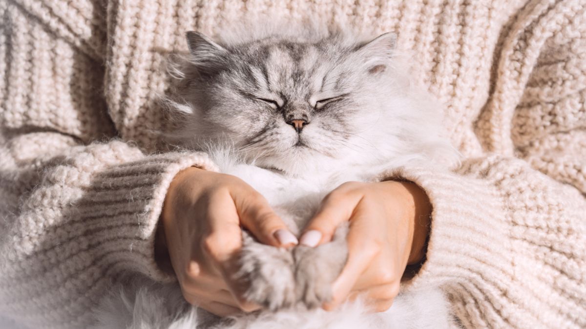 Gato feliz recebendo carinho