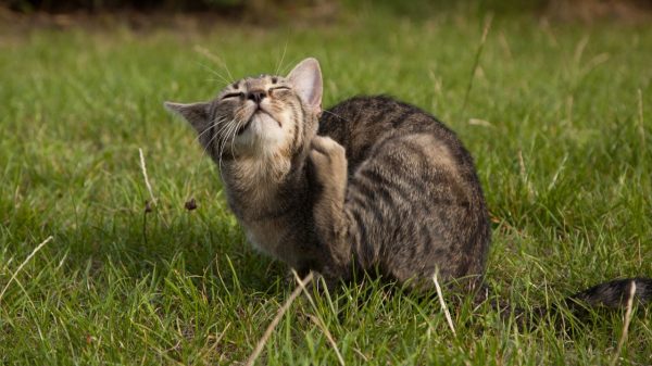 A pulga causa coceira e desconforto nos gatos