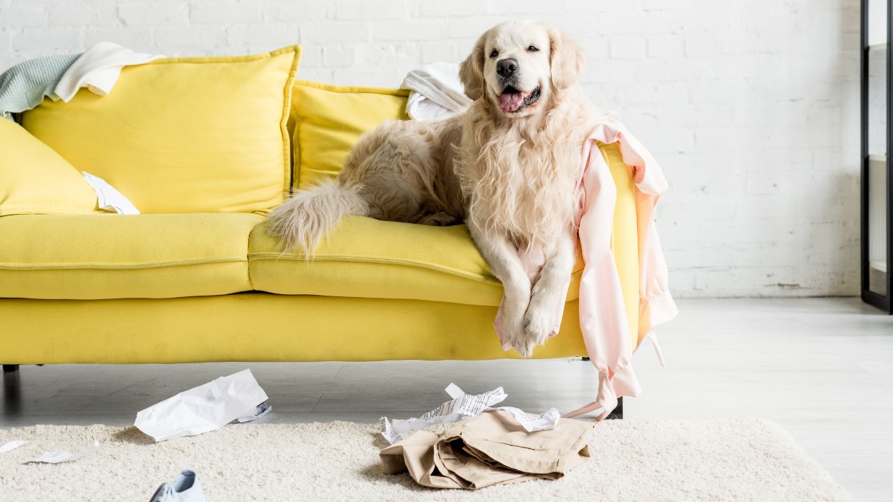 Gatos e cachorros podem ser bastante agitados no dia a dia