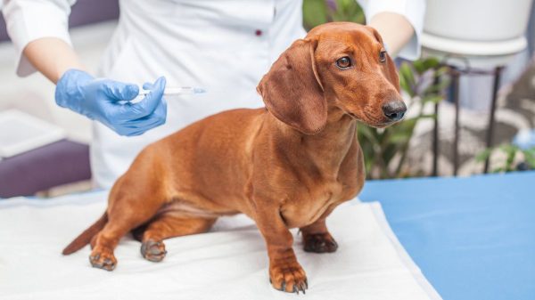 Proteja seus pets contra a raiva através da vacinação