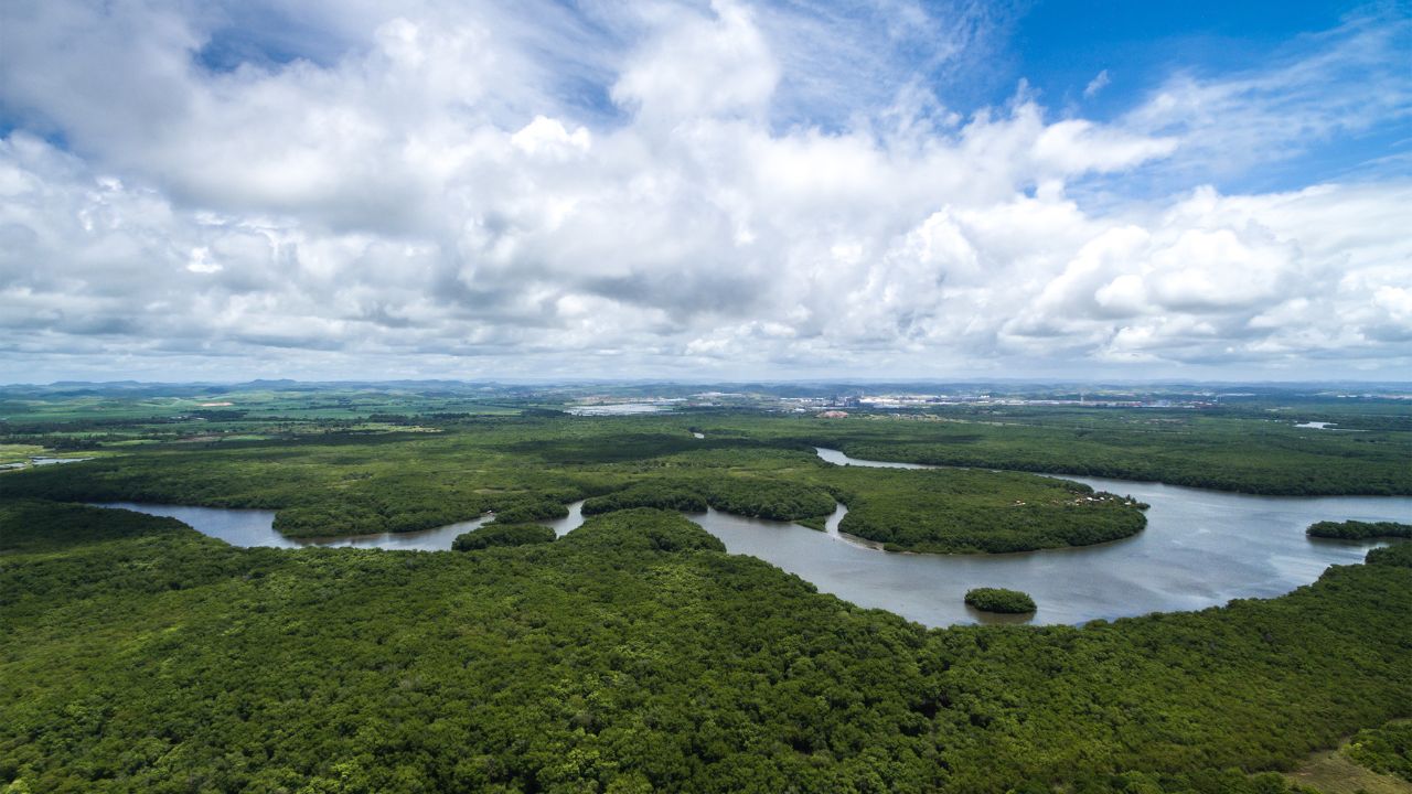 dia da amazônia