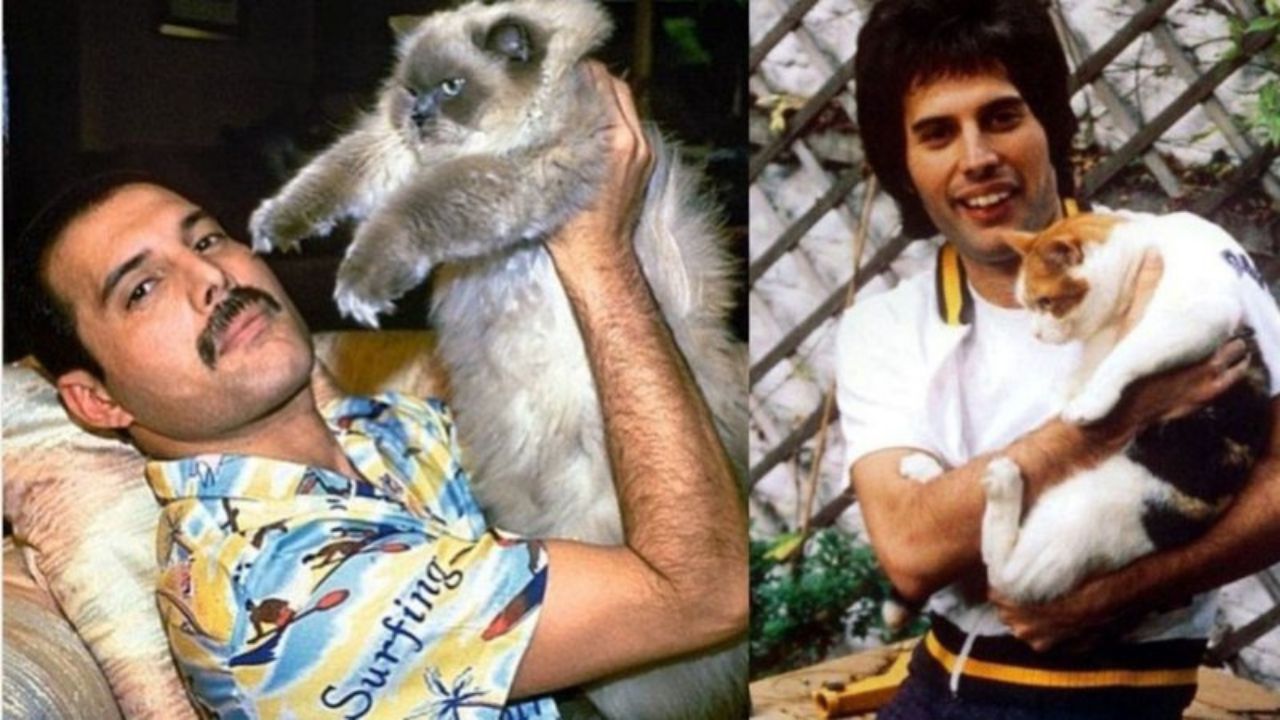 Freddie Mercury gatos