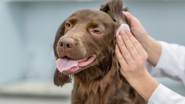 Como limpar a orelha de cachorro?