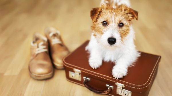 Para viajar com pets, é necessário seguir algumas recomendações