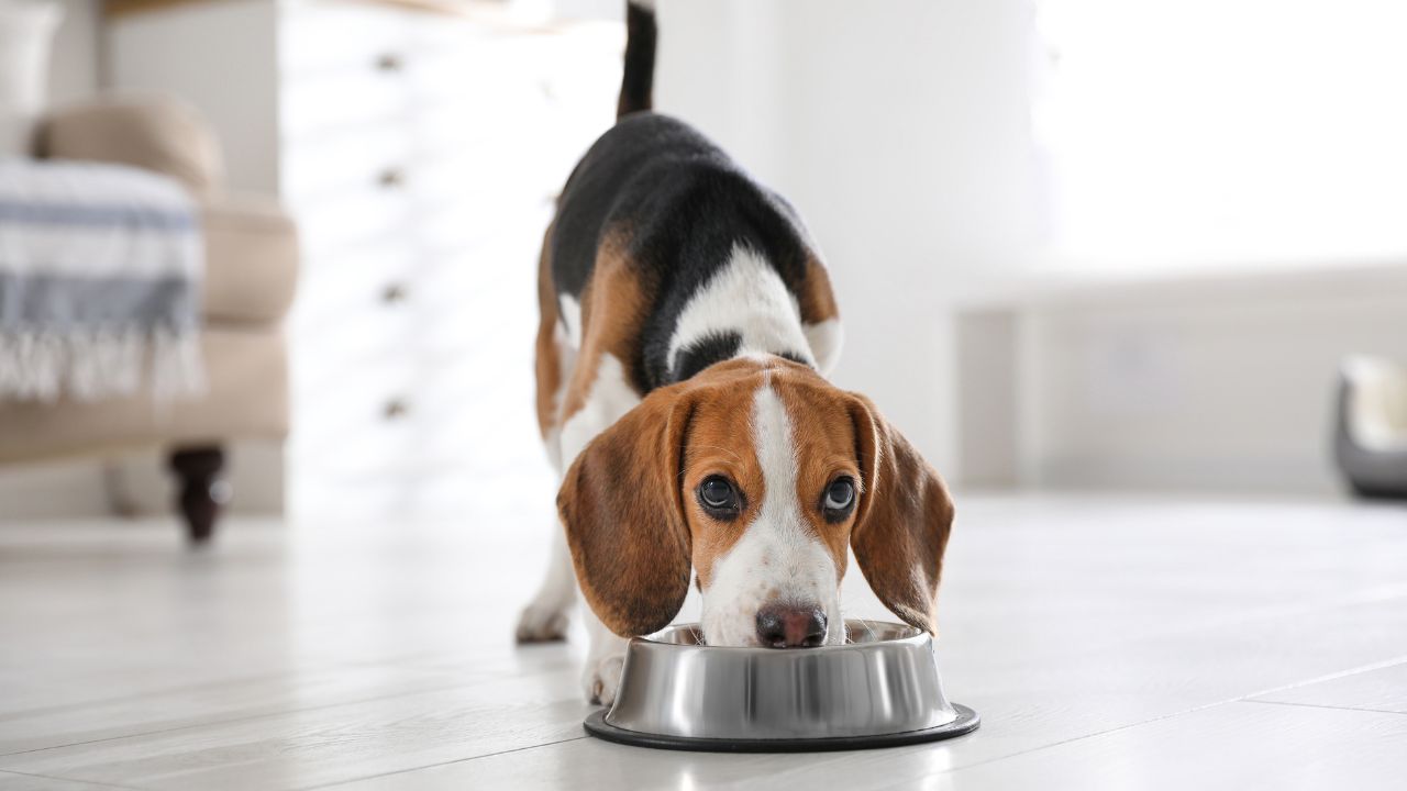 Saiba de uma vez por todas como a comida de verdade pode beneficiar o seu pet