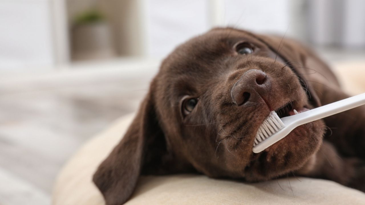 A escovação de dentes em pets precisa ser estimulada desde filhote