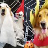 Halloween pet: confira essas fantasias fofas dos bichinhos