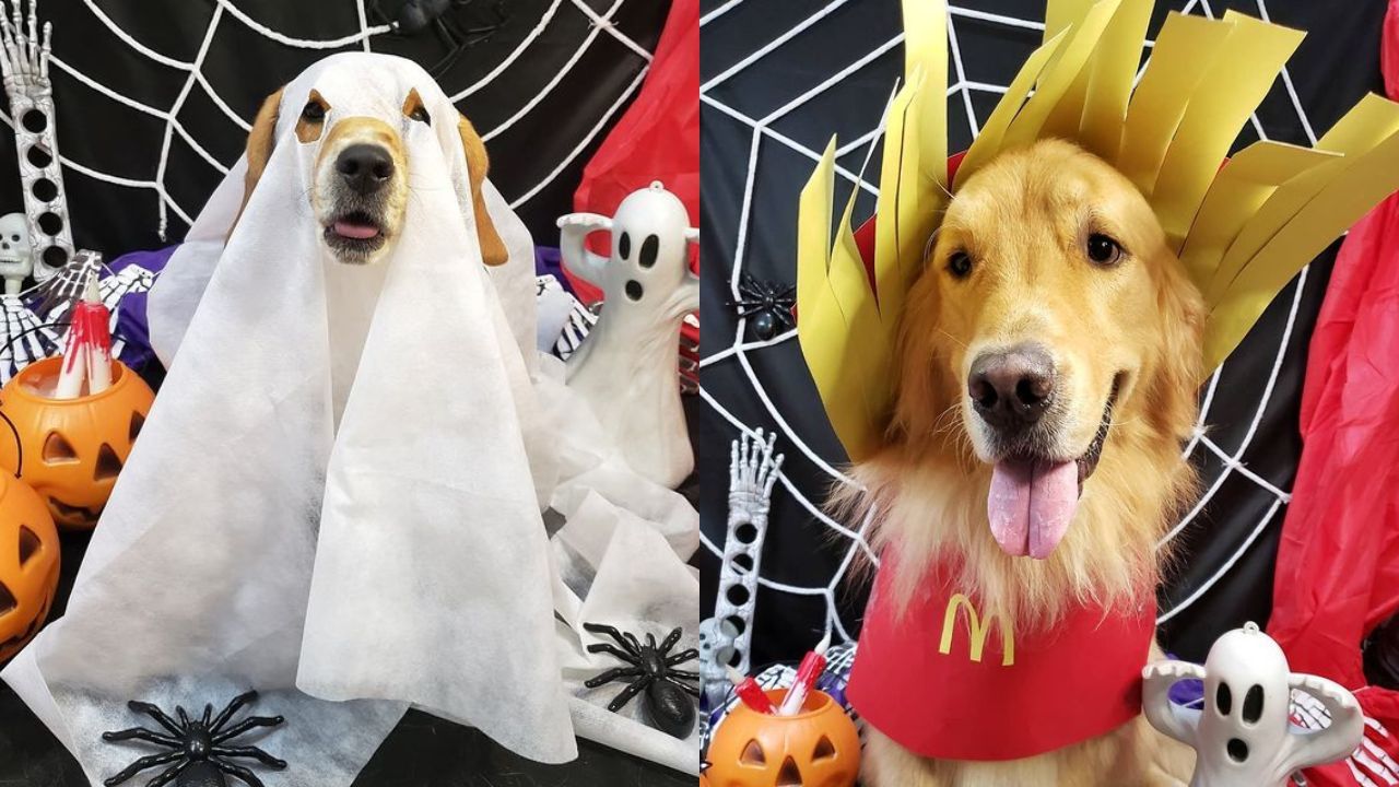 Halloween pet: confira essas fantasias fofas dos bichinhos