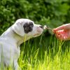 Assim como em humanos, o pólen presente em flores pode causar alergia em pets