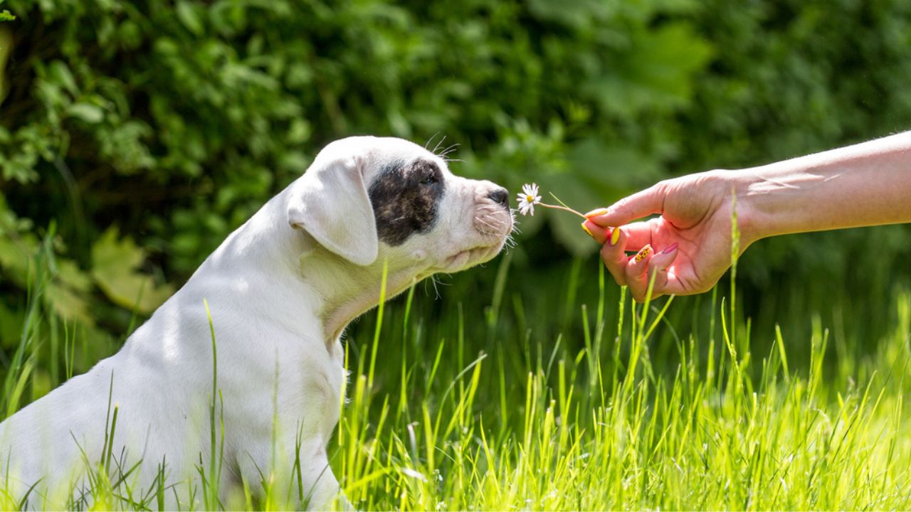 Assim como em humanos, o pólen presente em flores pode causar alergia em pets