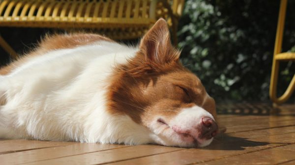 Você sabia que os cãezinhos também podem sonhar?