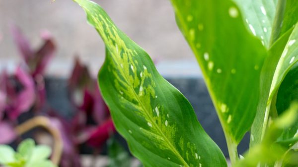 A comigo-ninguém-pode é uma planta muito poderosa