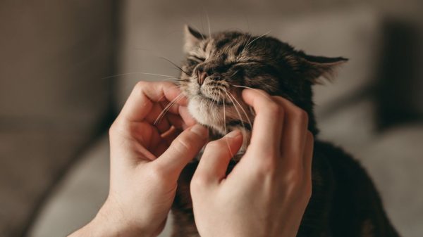 Entenda os motivos que fazem os gatos ronronarem