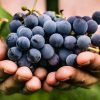 Os amantes das uvas vão adorar essas receitas!