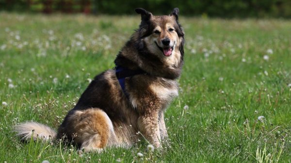 Saiba quais cuidados você deve ter com seu cachorro no verão