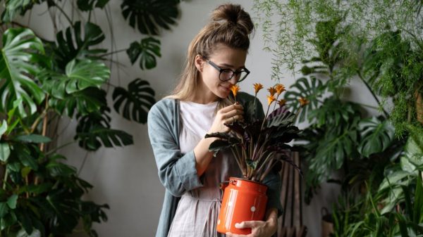 Veja como manter a casa repleta de bons sentimentos com essas plantas