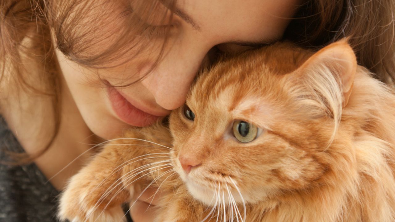 Divirta-se tentando decifrar o signo do seu gato de acordo com seu temperamento