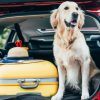 Confira agora os cuidados necessários na hora de viajar com os pets nessas férias