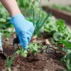 Ter uma horta em casa é benéfico, prático e divertido