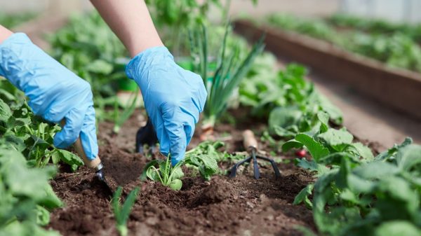 Ter uma horta em casa é benéfico, prático e divertido