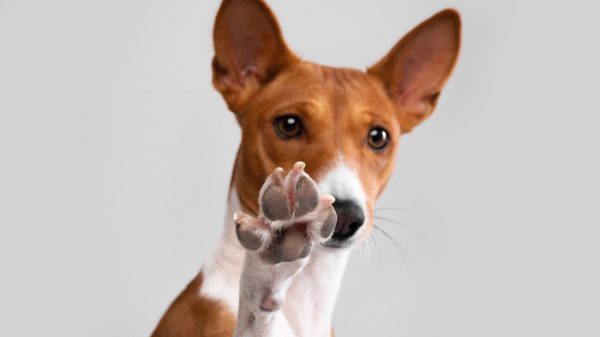 Saiba os principais cuidados com as patas dos pets no verão