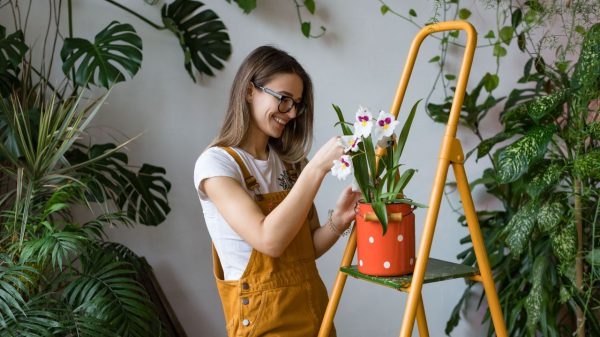 4 dicas valiosas para cuidar das plantas e flores no verão