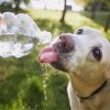 Saiba como cuidar do seu pet no calor para evitar a hipertermia